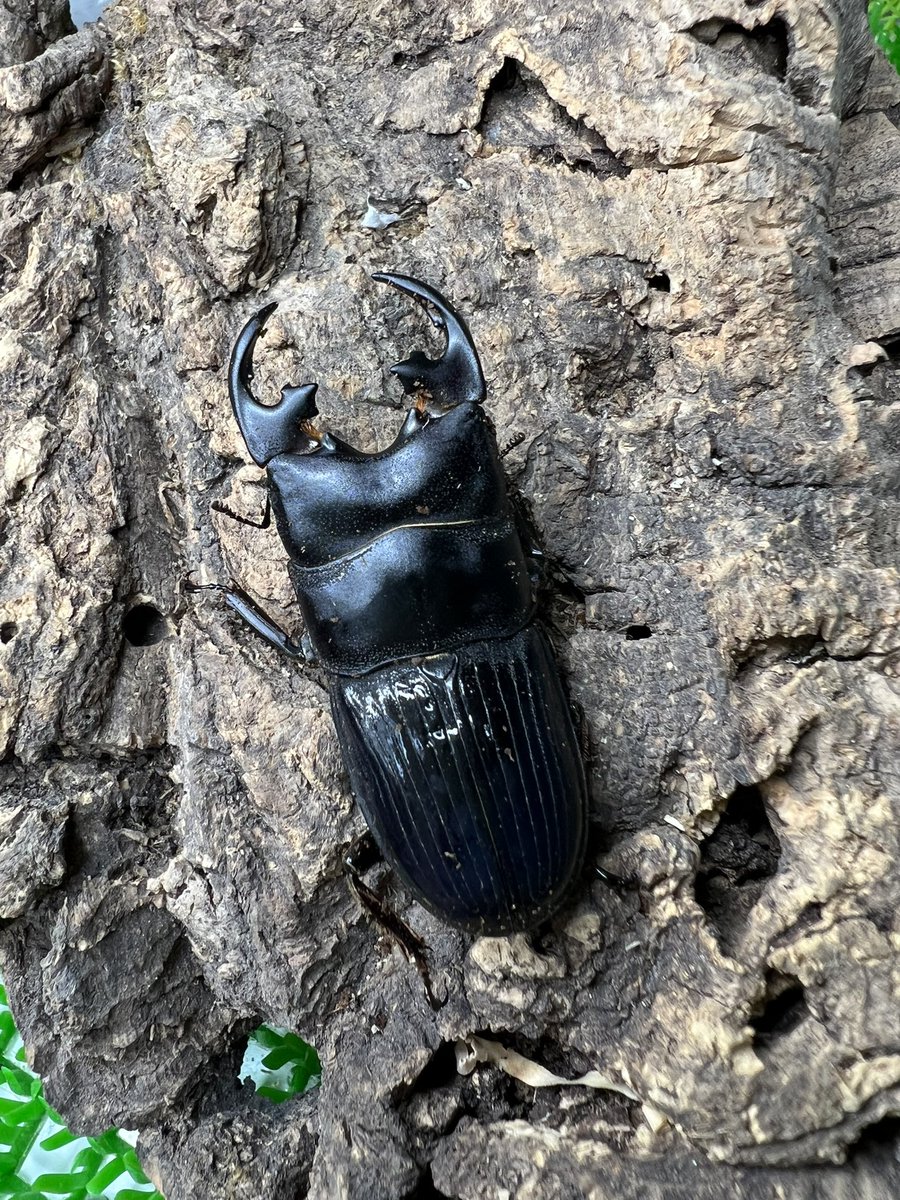 マックス tweet media