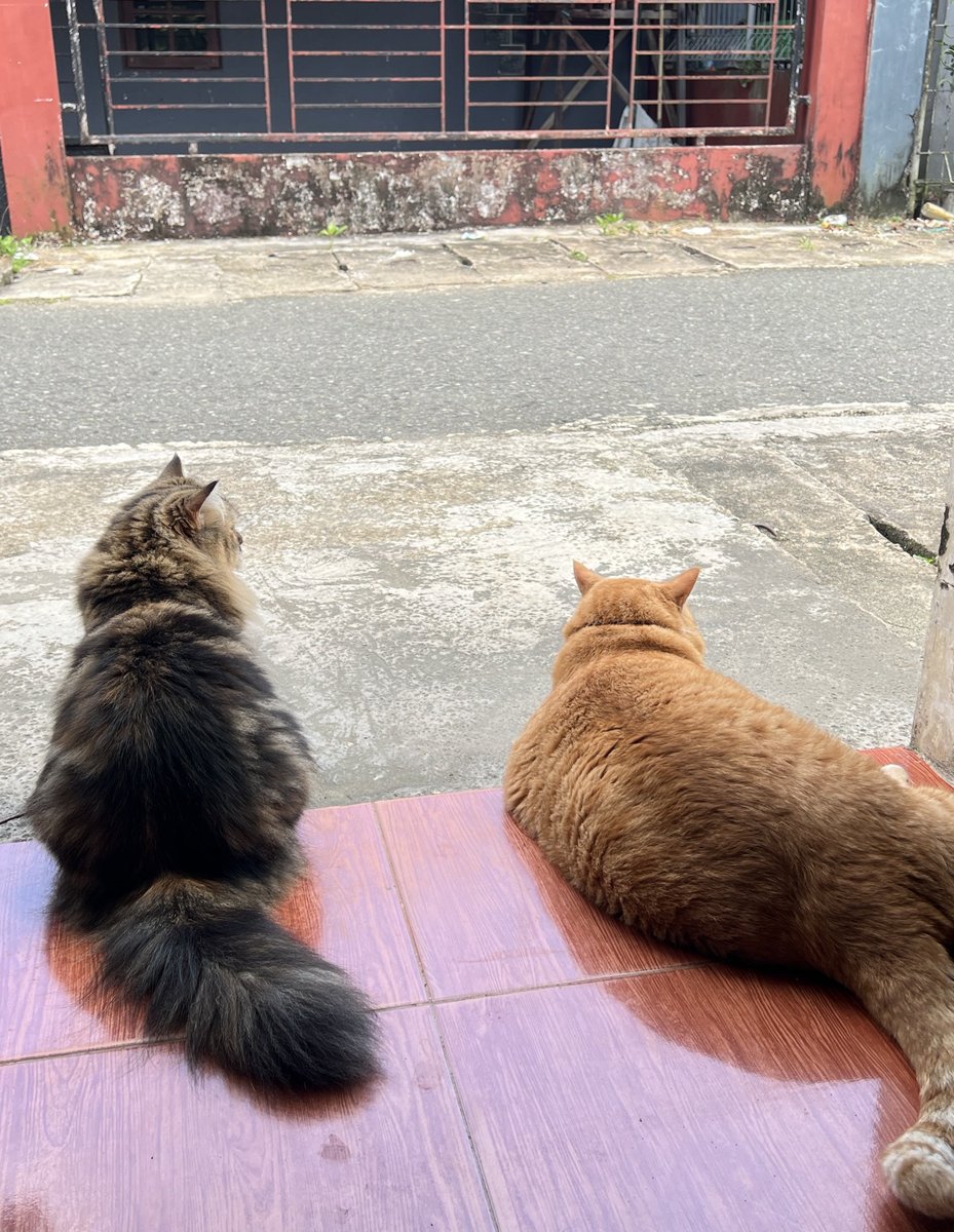 Pak RT Koko tweet media