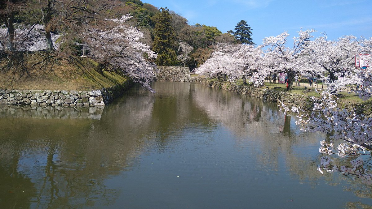 more_war's tweet photo. 彦根城は桜満開。
明日の雨が不安。 https://t.co/JXVPXsvQC8