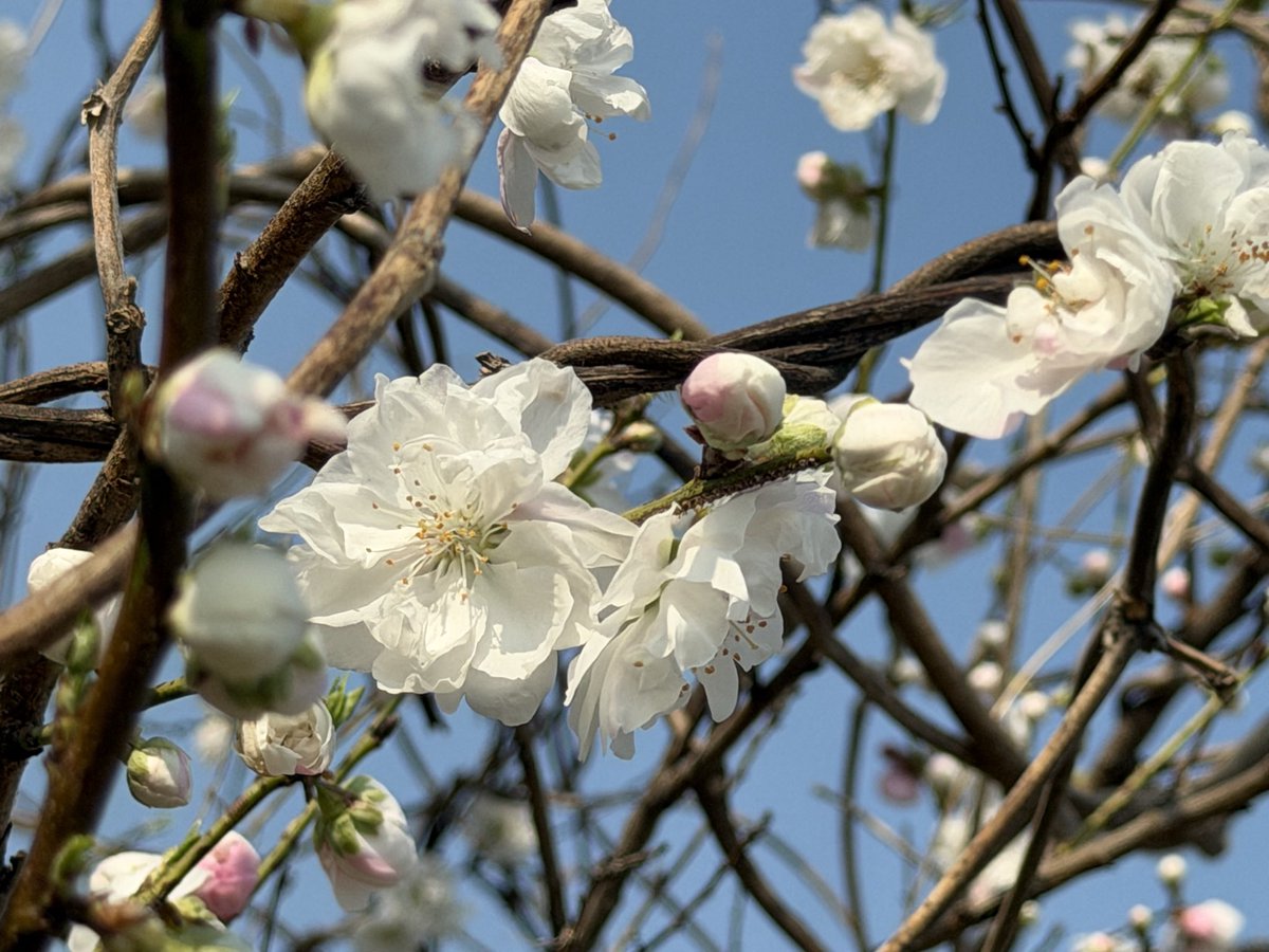 KuuFuture2's tweet photo. 春🌸 https://t.co/dT2oVTnWUL