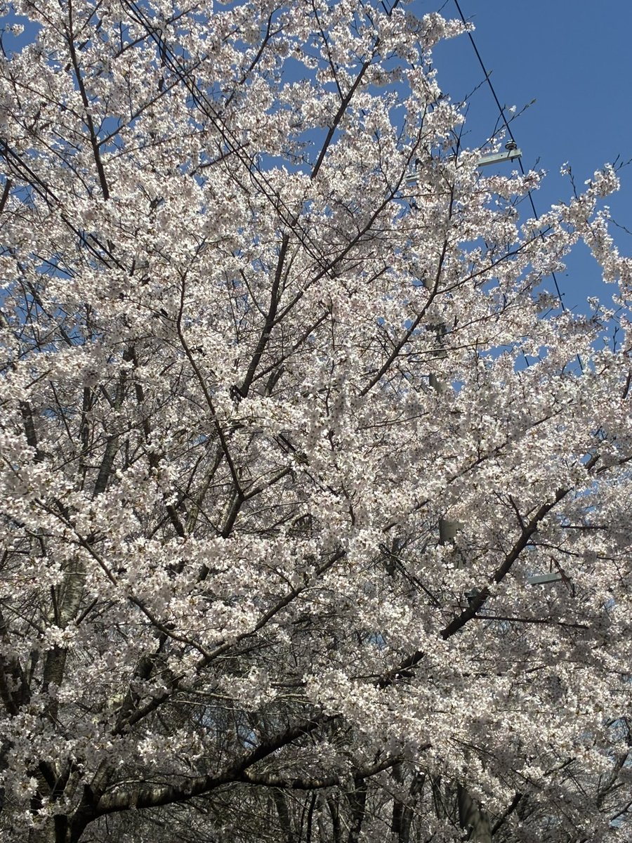 こはる tweet media