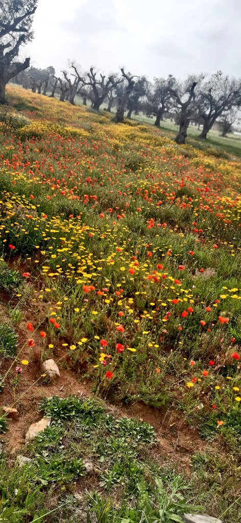 @antonellamalu4 tweet media