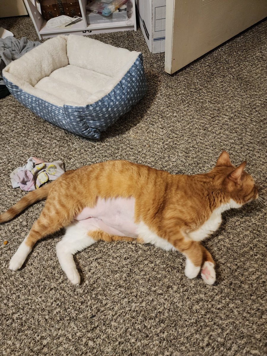 Cheesar 🧡 Annie tweet media