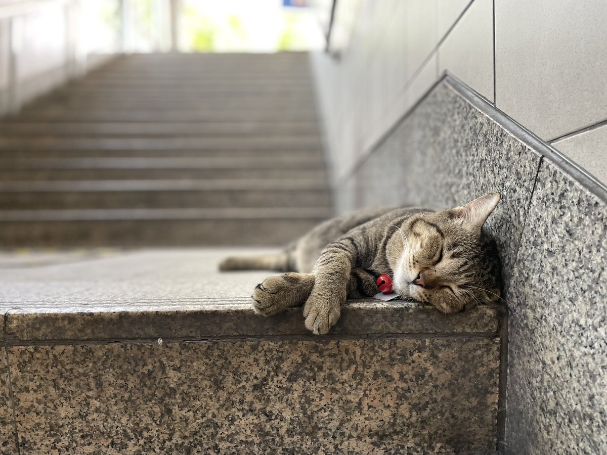 ไก่ทอดดด 🍗 tweet media