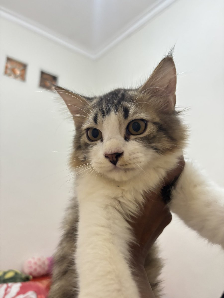 𝐾𝑒𝑦𝑑. tweet media