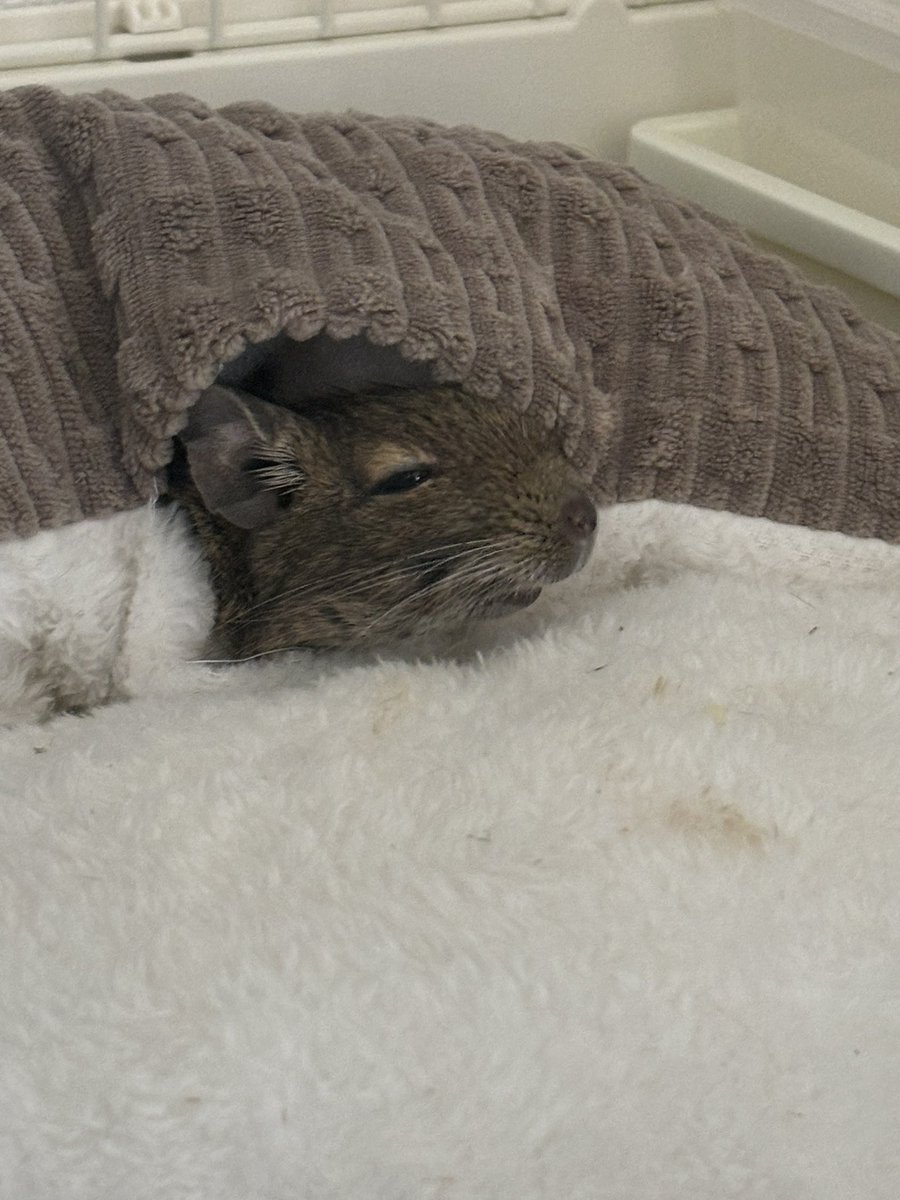 御幸🐯 tweet media