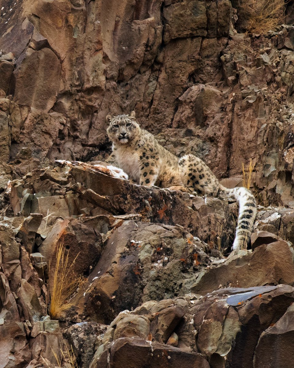 Snow Leopard Trust tweet media