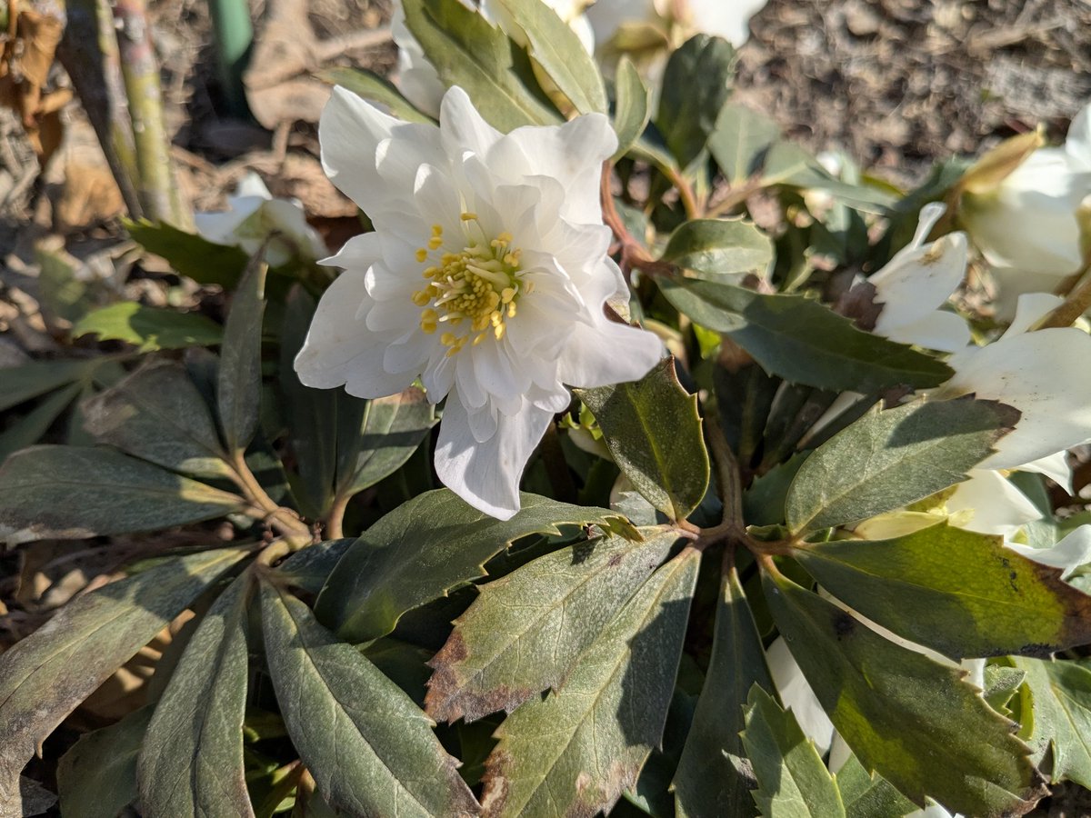 Zone6figger tweet media