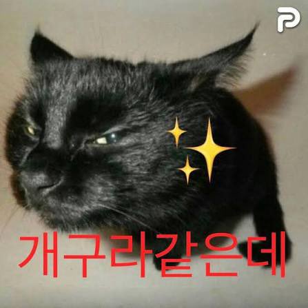 짝귀 tweet media