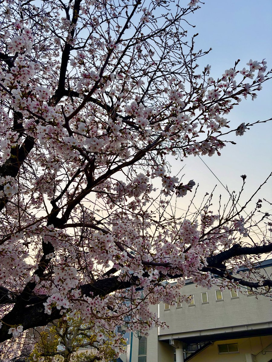 ponkandayo_'s tweet photo. 🌸 https://t.co/XuhiYooaTB