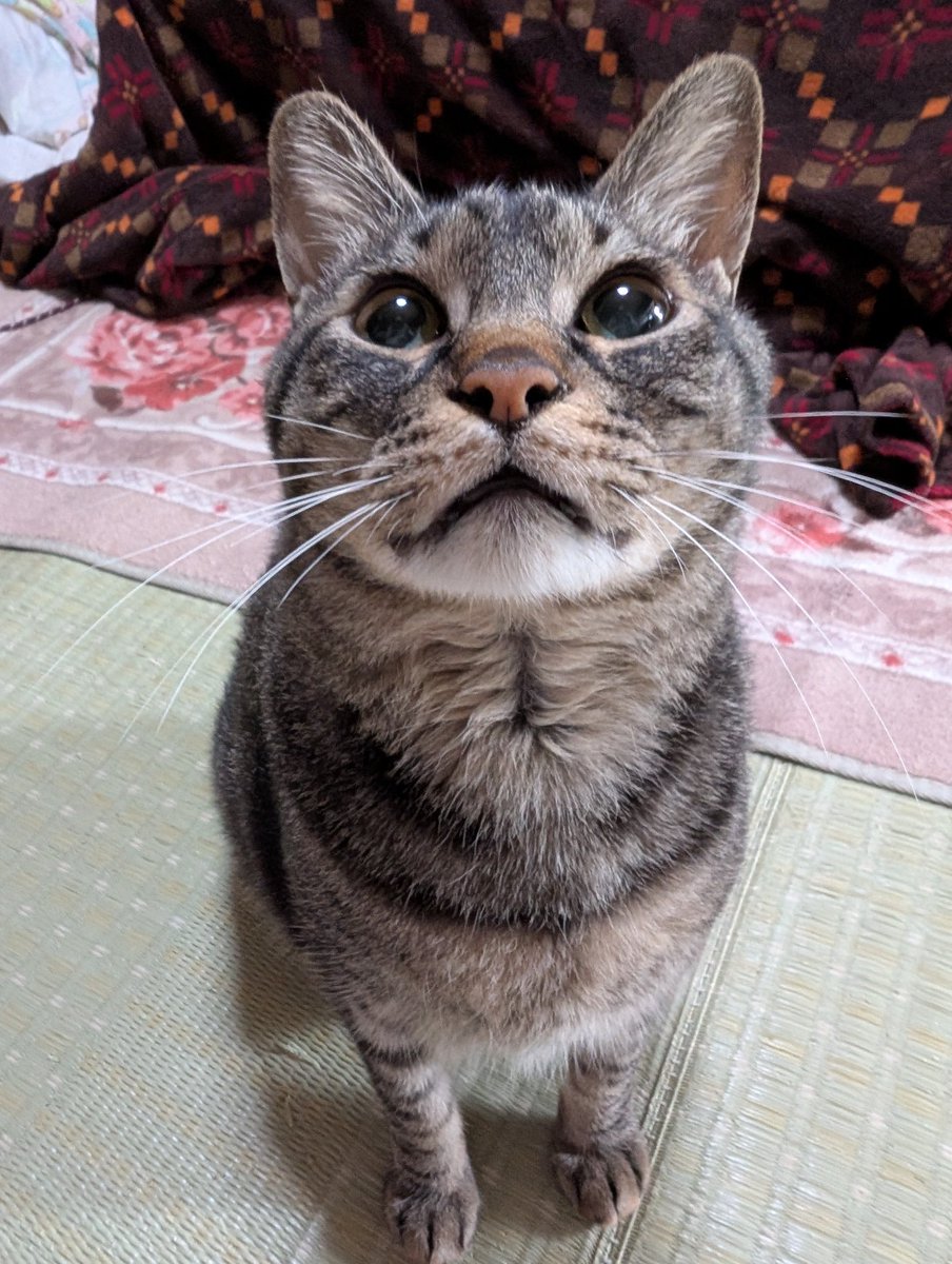 あきよし tweet media