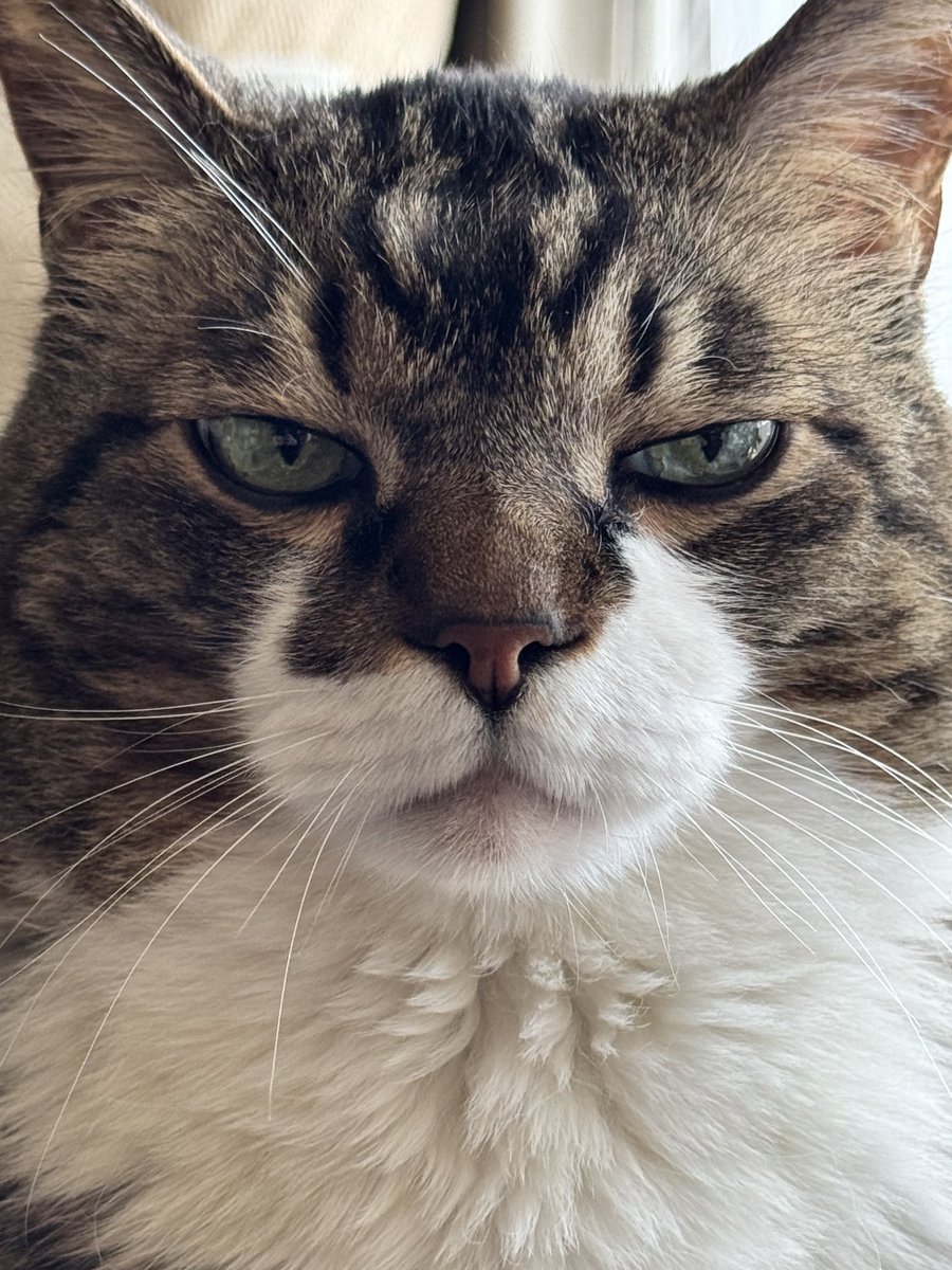 ぽんちょ tweet media