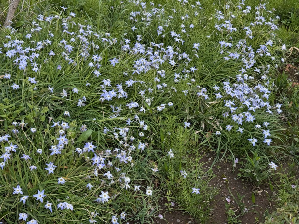 ホテル椿山荘東京 tweet media