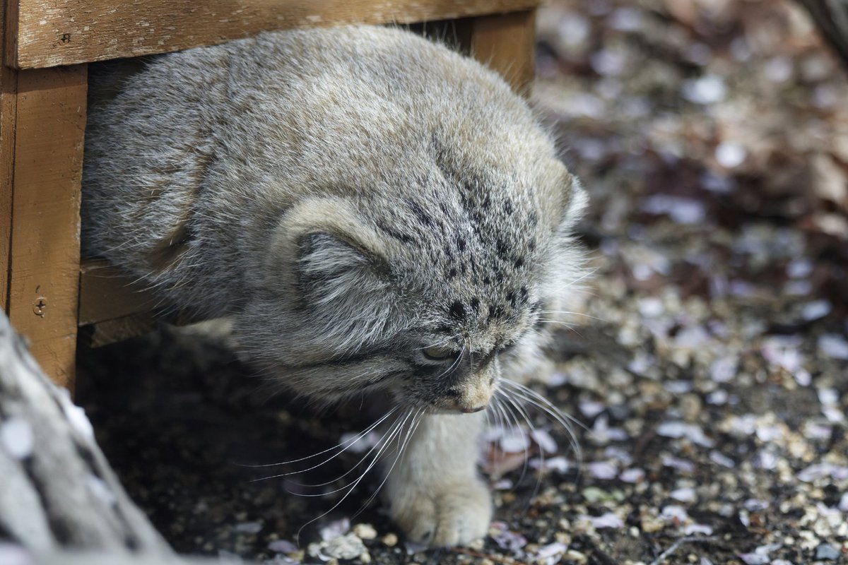 辺鳥/写真垢 tweet media