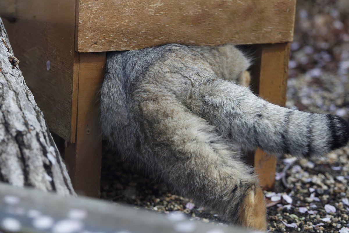 辺鳥/写真垢 tweet media