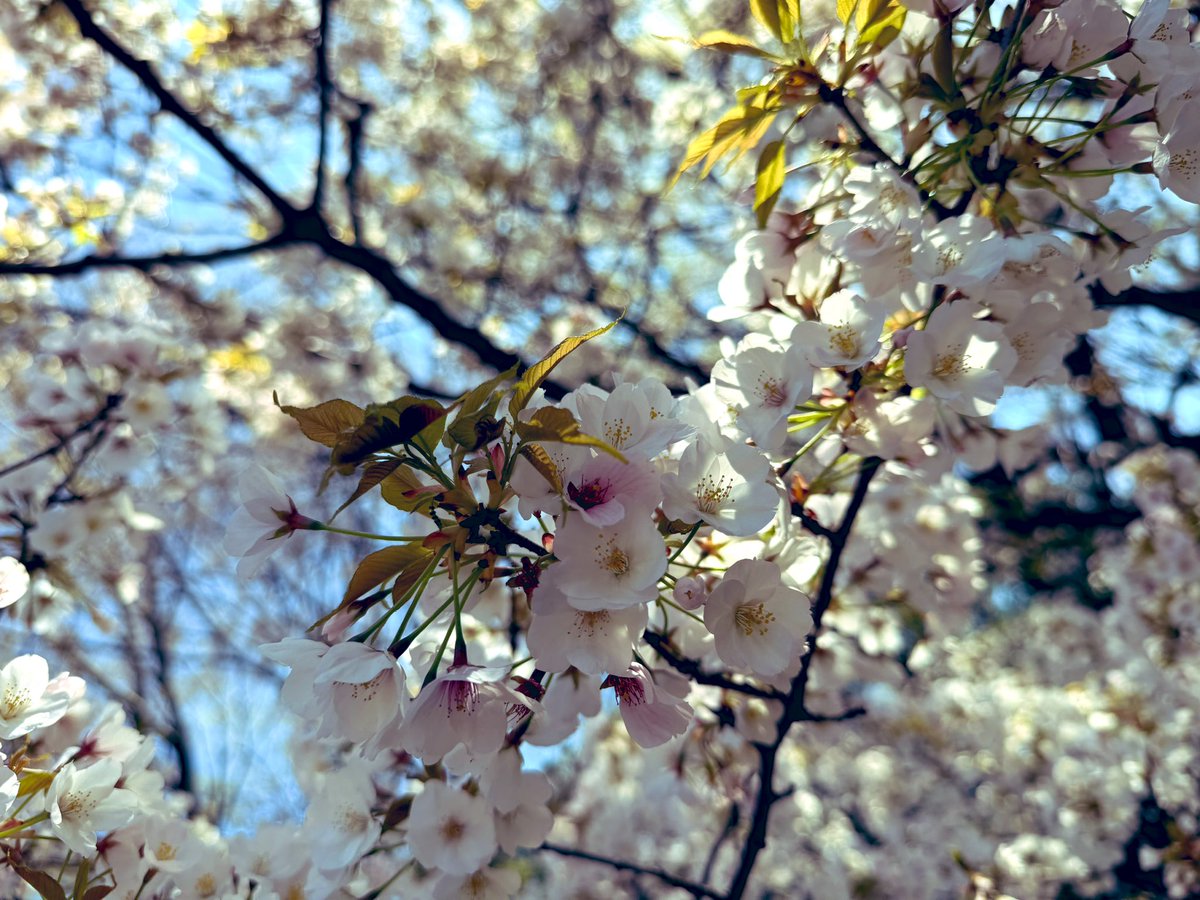 天空のシラバス tweet media