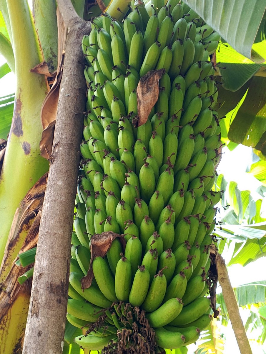 Trichiia's tweet image. Banana plantation management is a cornerstone of sustainable agriculture driving productivity, enhancing food security, and supporting rural livelihoods.  #Agribusiness #SustainableFarming #FoodSecurity