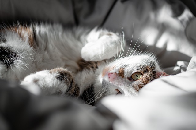 Nellie Jefferson tweet media