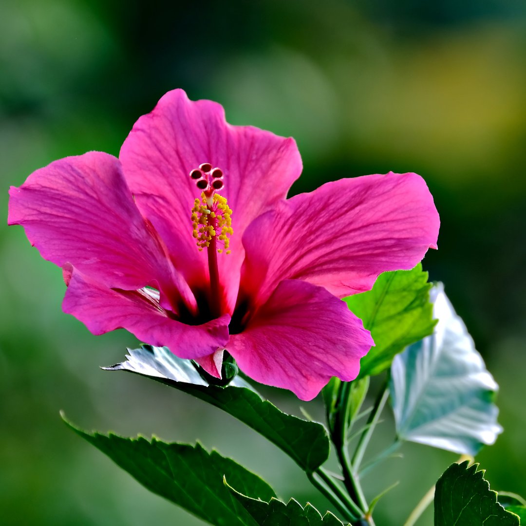 Verdecora tweet media