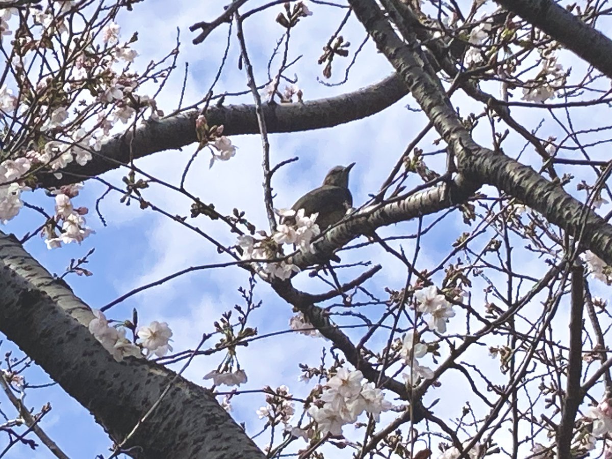 ののむす tweet media