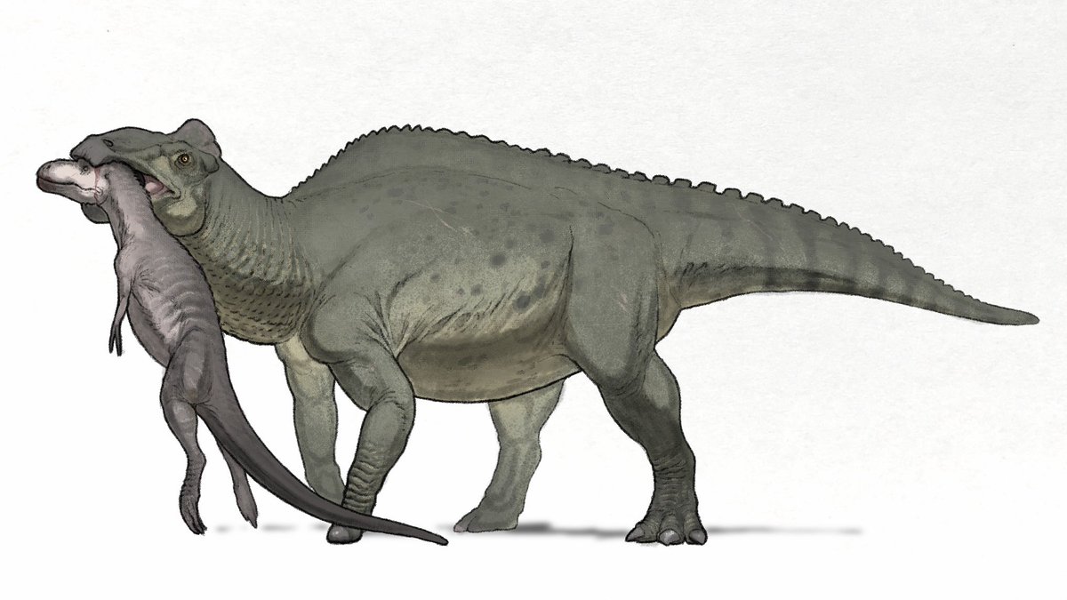 nao70shark tweet media