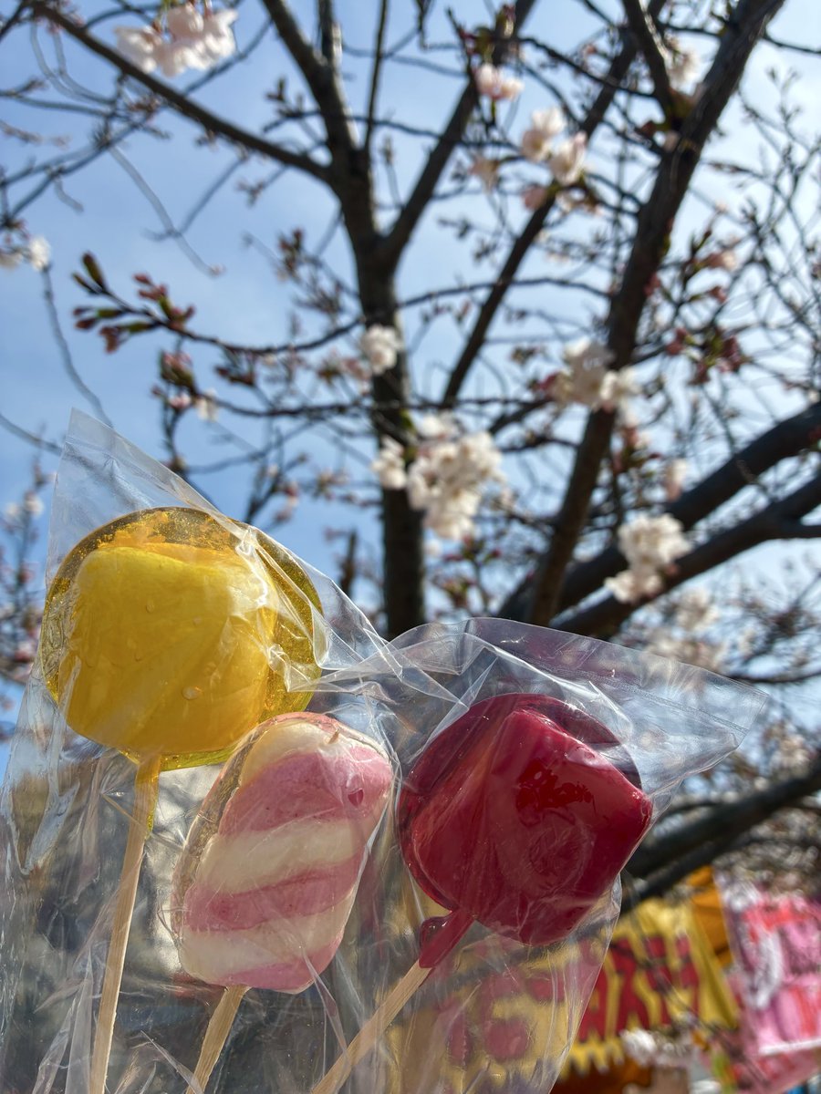 ◡̈世界のさーにゃん◡̈ tweet media