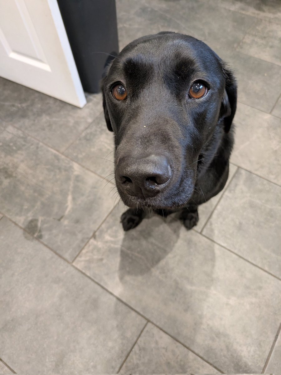 Otis, Flash & Rainbow Benji & Charlie🌈 tweet media