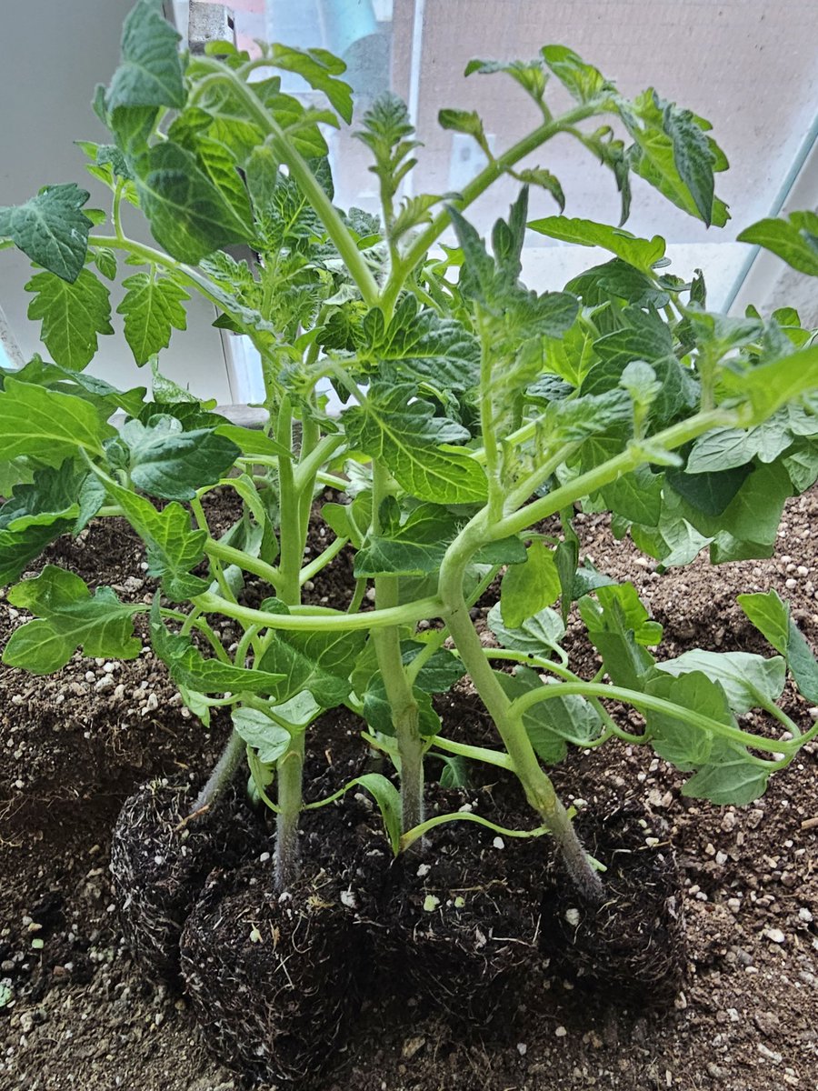 성우덕질은처음 tweet media