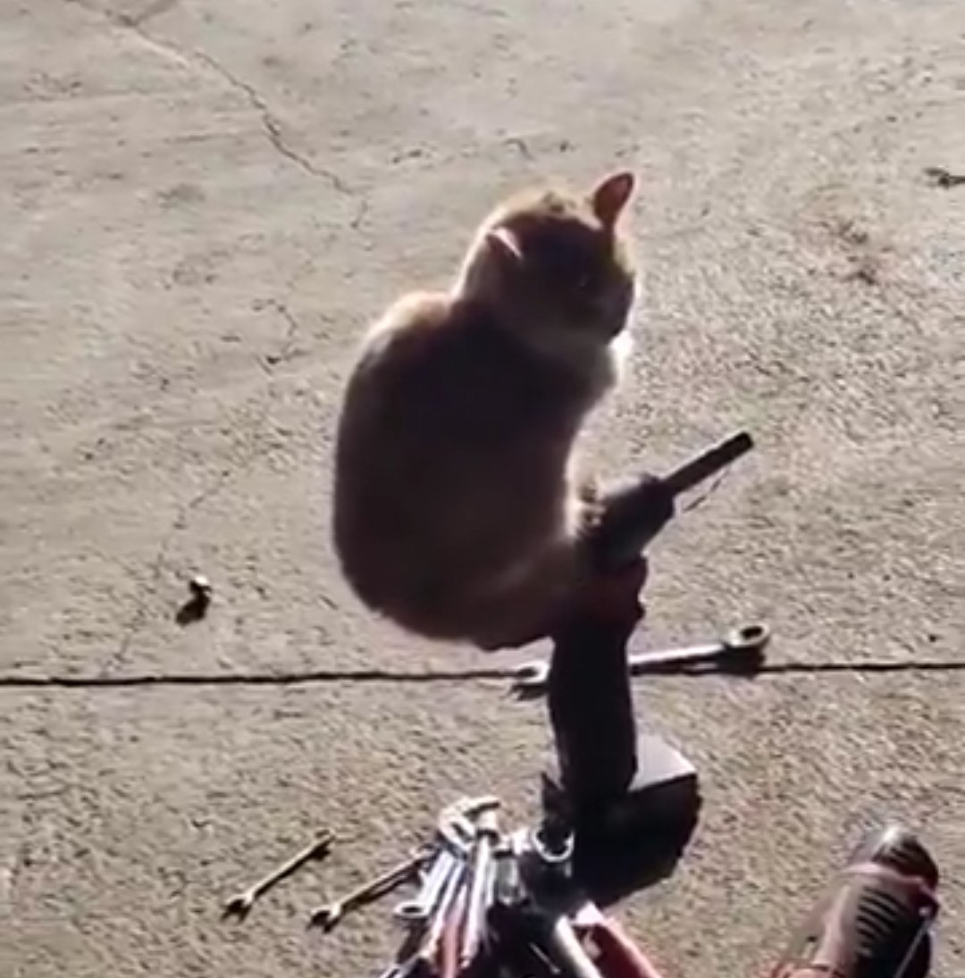 naumenko tweet media