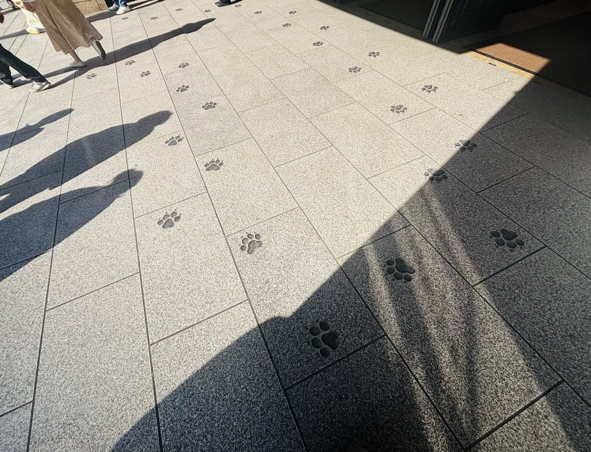 🐈えーし🐈 tweet media