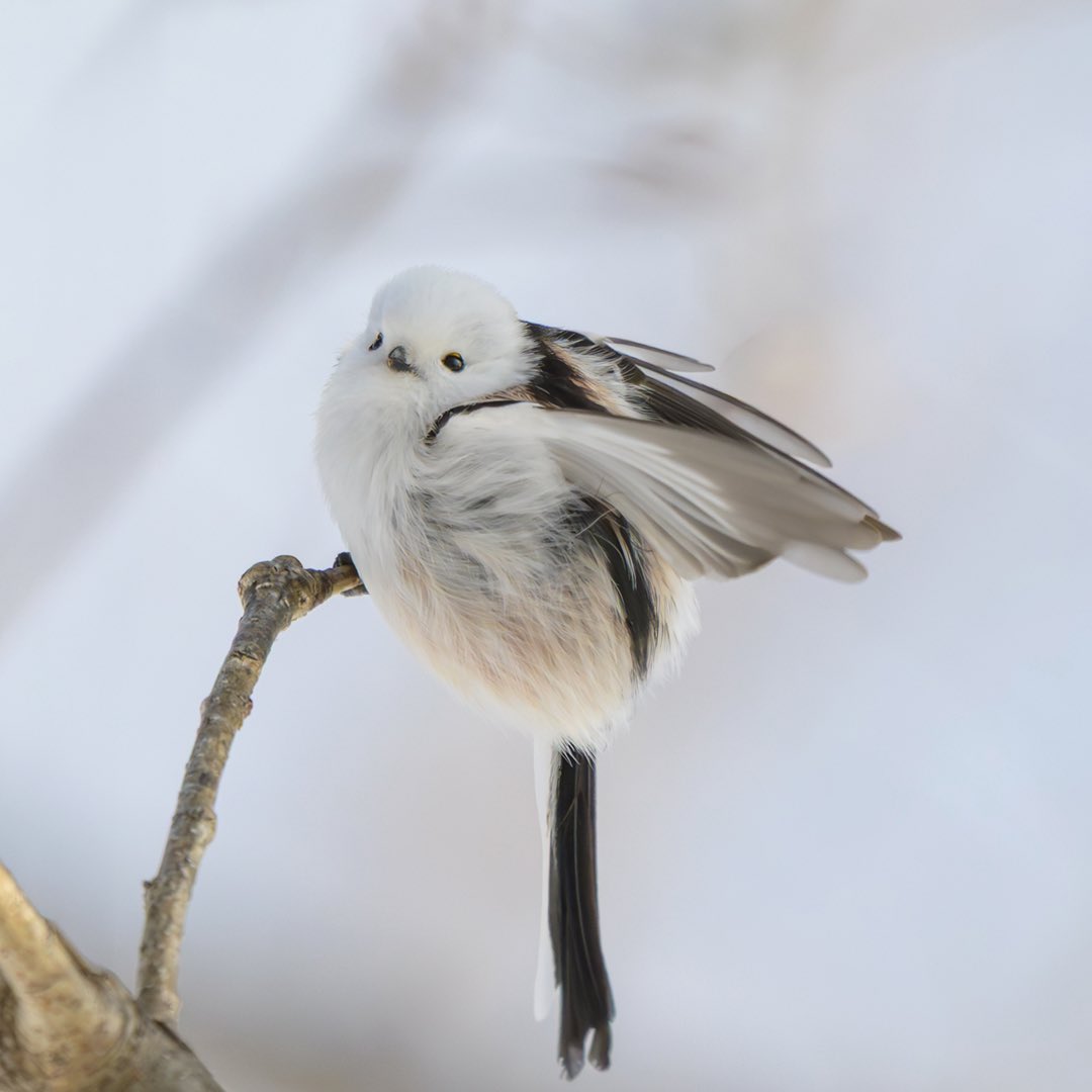 yoshinaga katsuhiro 吉永勝啓 tweet media