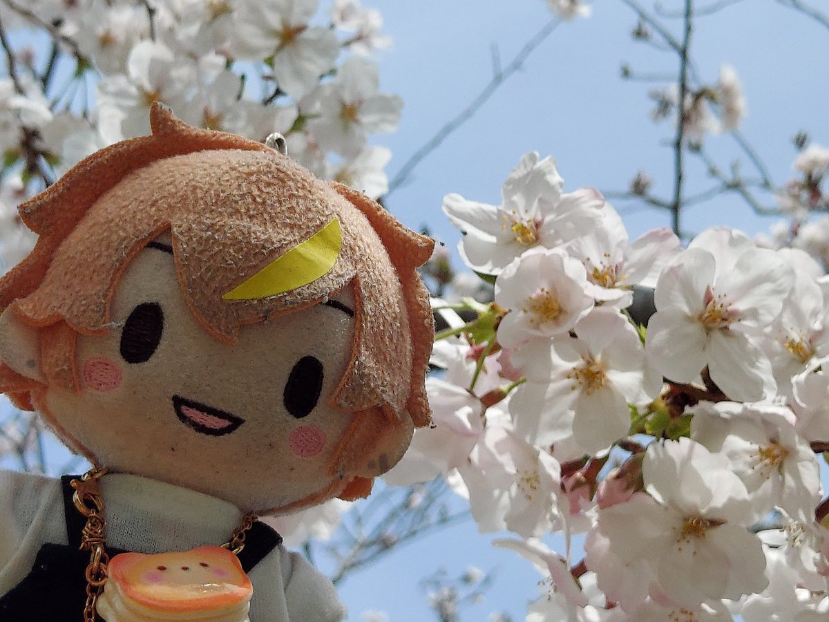 pika2147's tweet photo. 暖かくなったねぇ☺️家のチューリップ🌷もたくさん咲いたね✨

そして、今日はお花見してきたよ🌸 https://t.co/I0bGAXXIHF