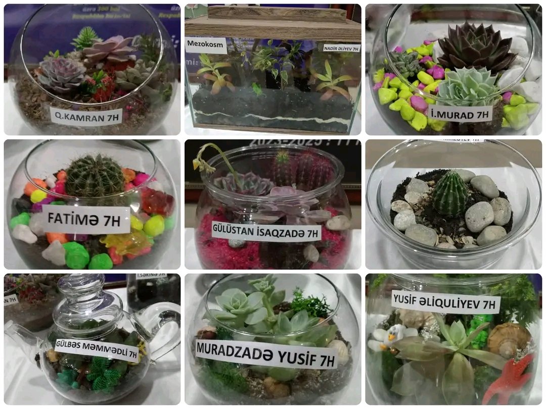 TDV Bakı Türk Liseyində biologiya fənni üzrə praktik məşğələ keçirilib. Şagirdlər mini ekosistem olan terariumlar hazırlayaraq təbiəti şüşə qabın içində canlandırıblar. Bu fəaliyyət onların ekoloji düşüncəsinin və təbiətə marağının artmasına töhfə verir.