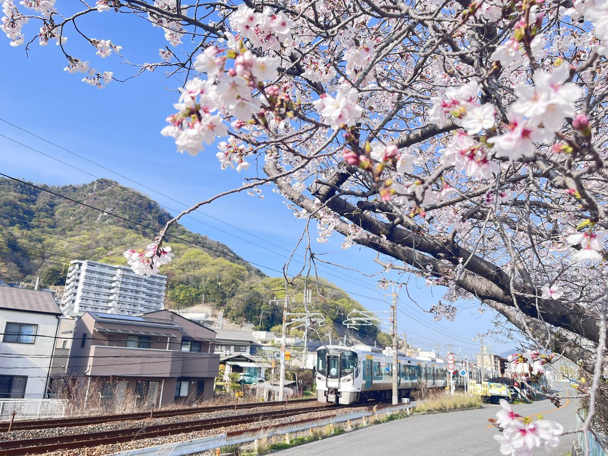 釈迦釈迦ポテト🍟【鯉党】 tweet media