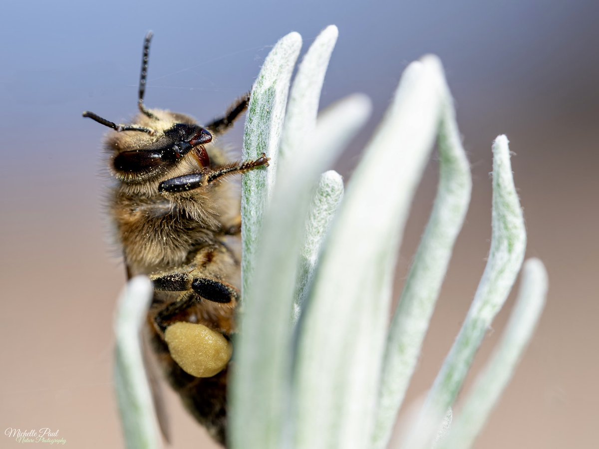 Michelle Paul tweet media