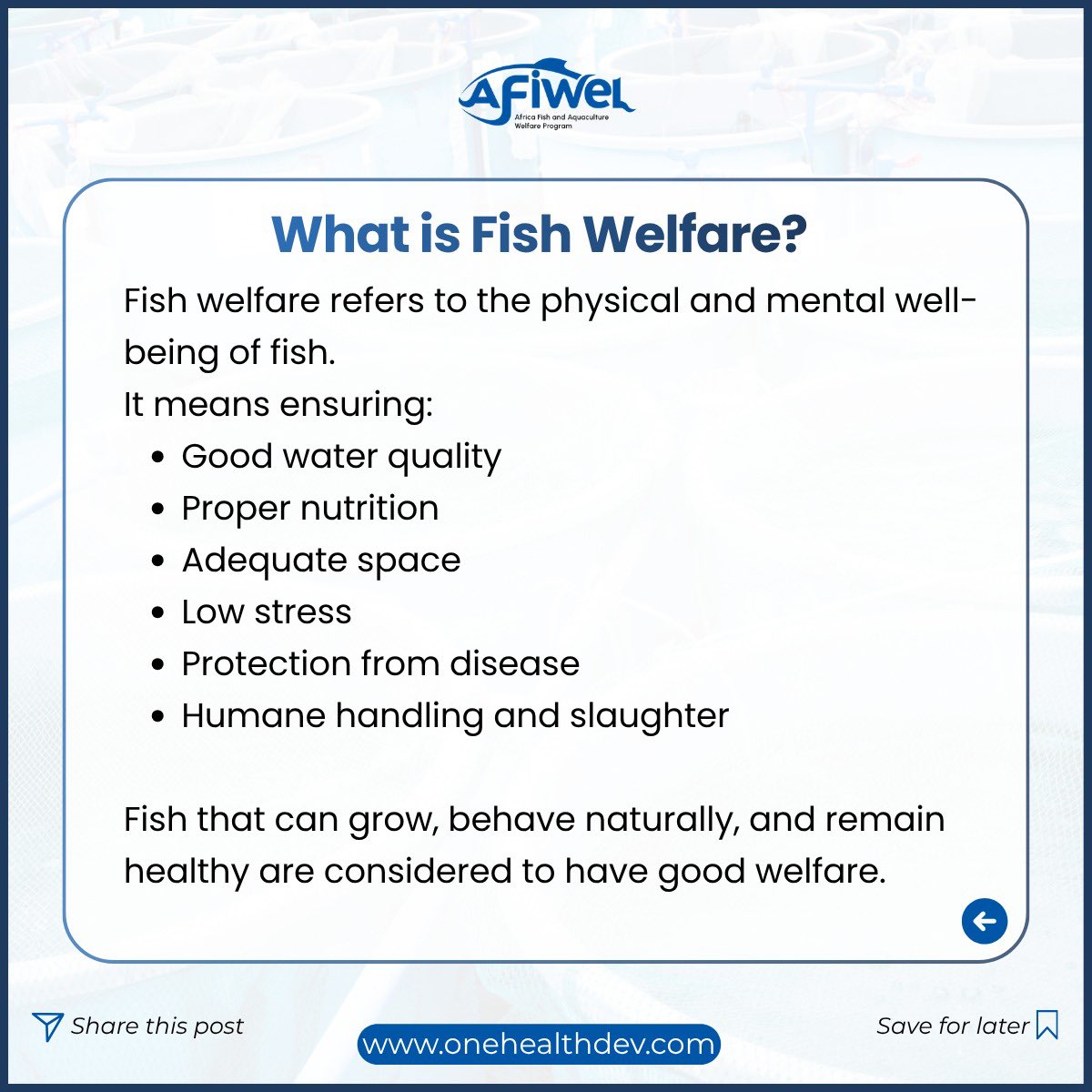 afiwelprogram's tweet photo. Fish welfare and food safety go hand in hand. Healthy, low-stress fish grow better and produce safer food. AFIWEL promotes ethical, sustainable, welfare-driven aquaculture to protect fish, consumers, and the environment.
Thread👇

#OHDI #AFIWEL #OneHealth #FishWelfare #FoodSafety https://t.co/horGH9LtXY