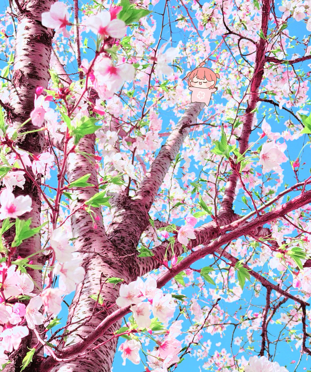 さくらみこ🌸初絵本『みこぴーとおおきなさくらのき』予約受付中📚 tweet media