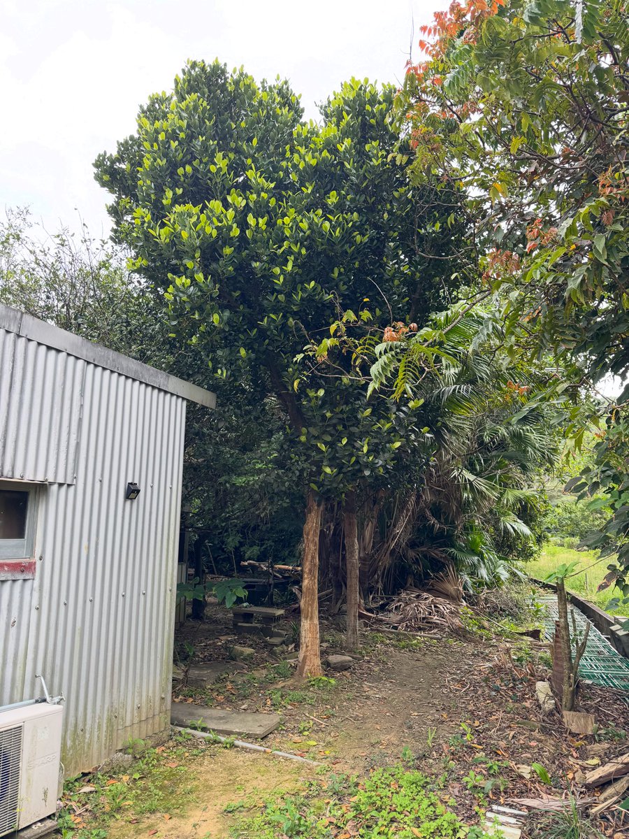 電光石火R 02 tweet media