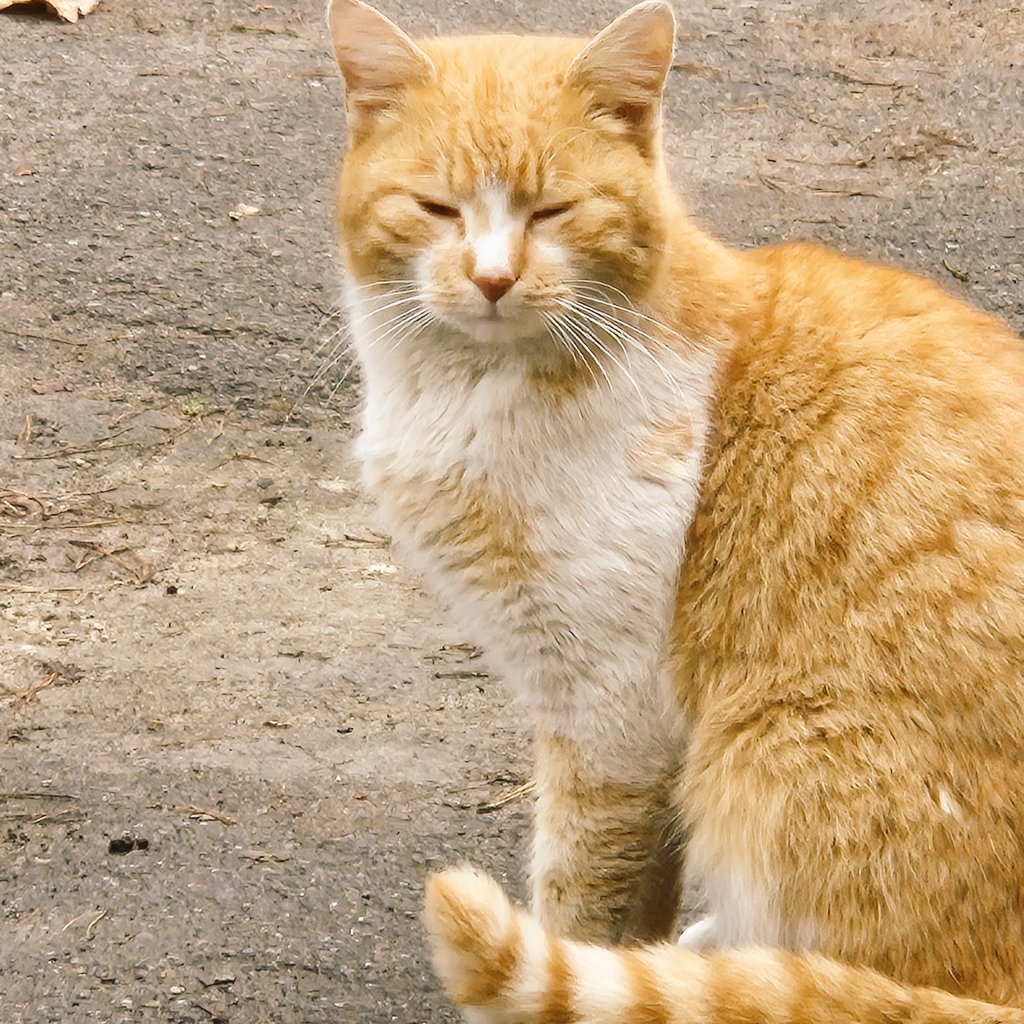 Пан Ярослав tweet media