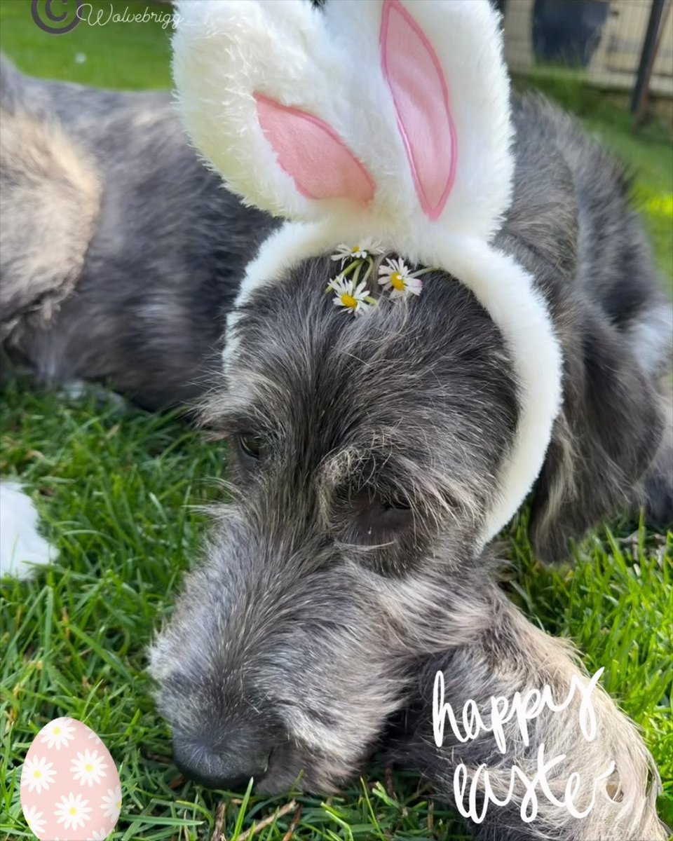 wolvebrigg's tweet image. Happy Easter, from Daisy!!🐣🌼💛
#happyeaster #irishwolfhound #puppylove #dogsofX