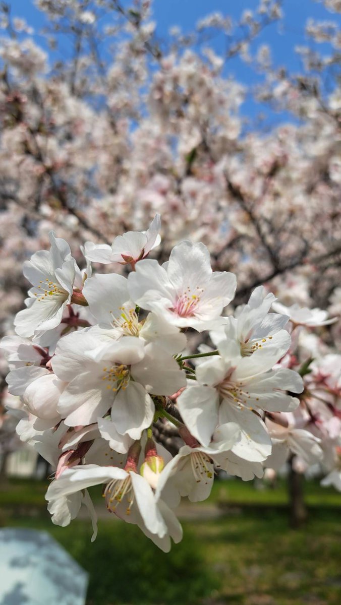 昭和印刷㍿_ネコグルマ tweet media