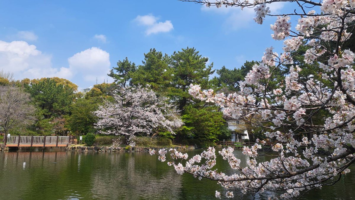 昭和印刷㍿_ネコグルマ tweet media