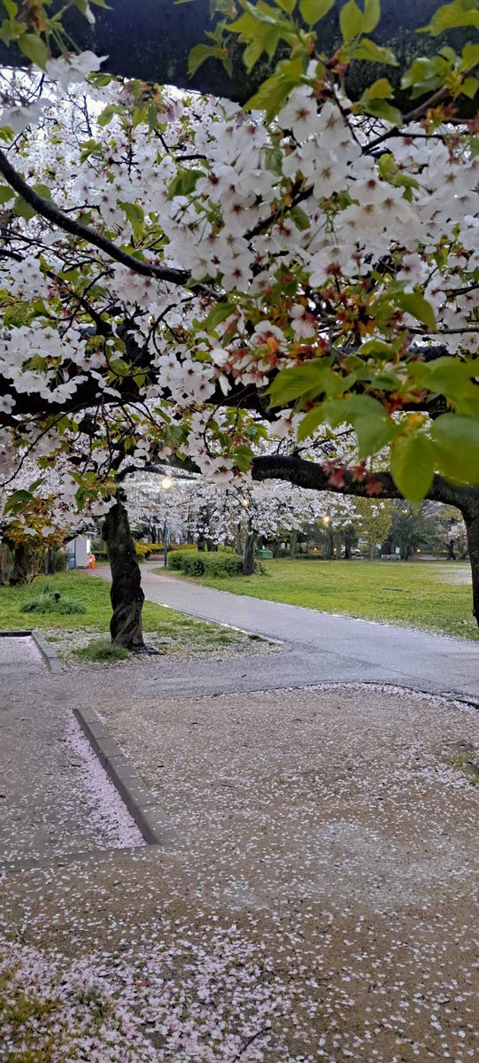 昭和印刷㍿_ネコグルマ tweet media