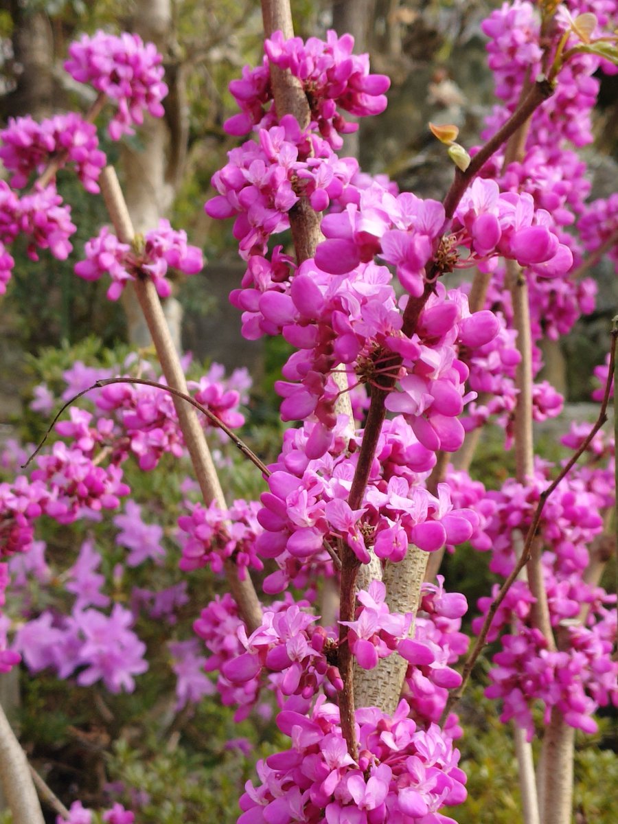 期都雅和 tweet media