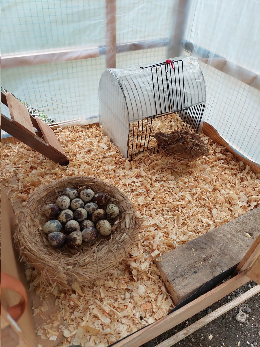 Acacicilnung N De Genkzz 🍣 tweet media