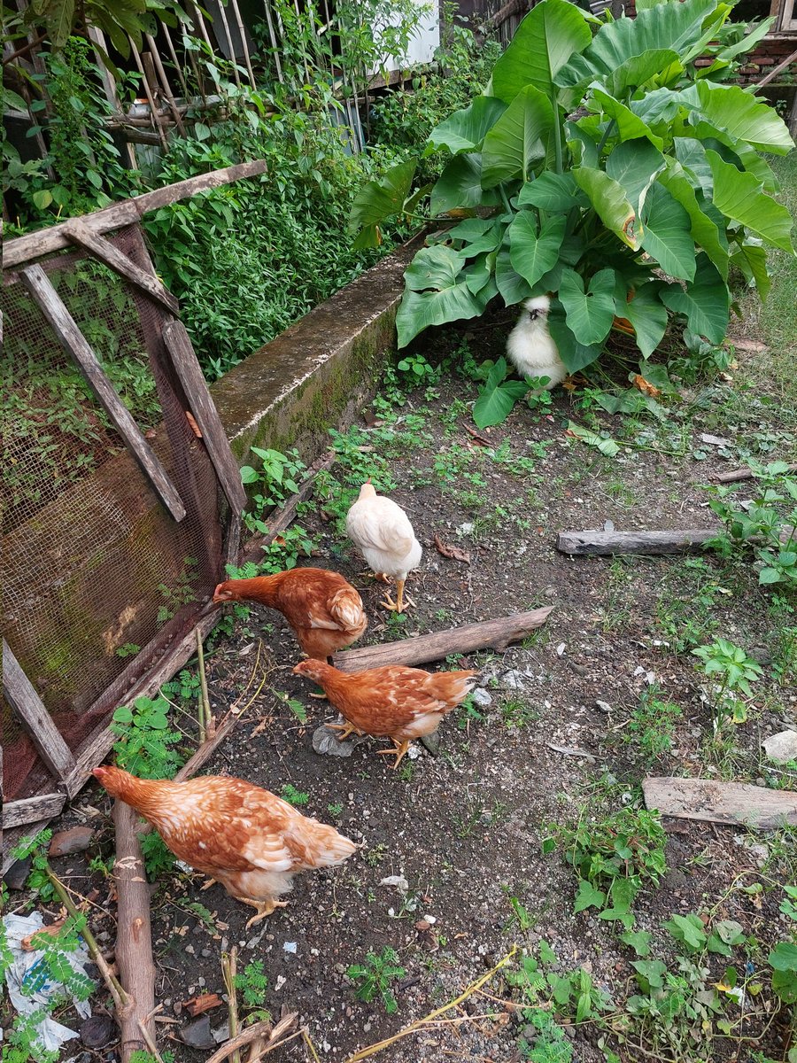 Acacicilnung N De Genkzz 🍣 tweet media