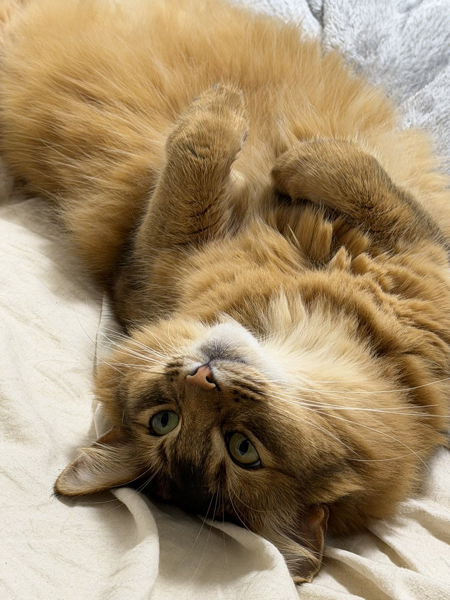 ナツオ tweet media