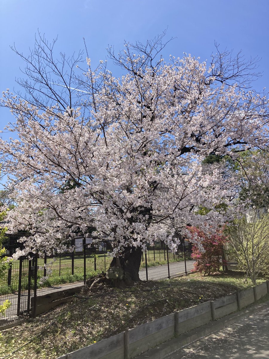 トルさん、 今週も2日間ありがとうございます。 天候も良く桜も綺麗な
