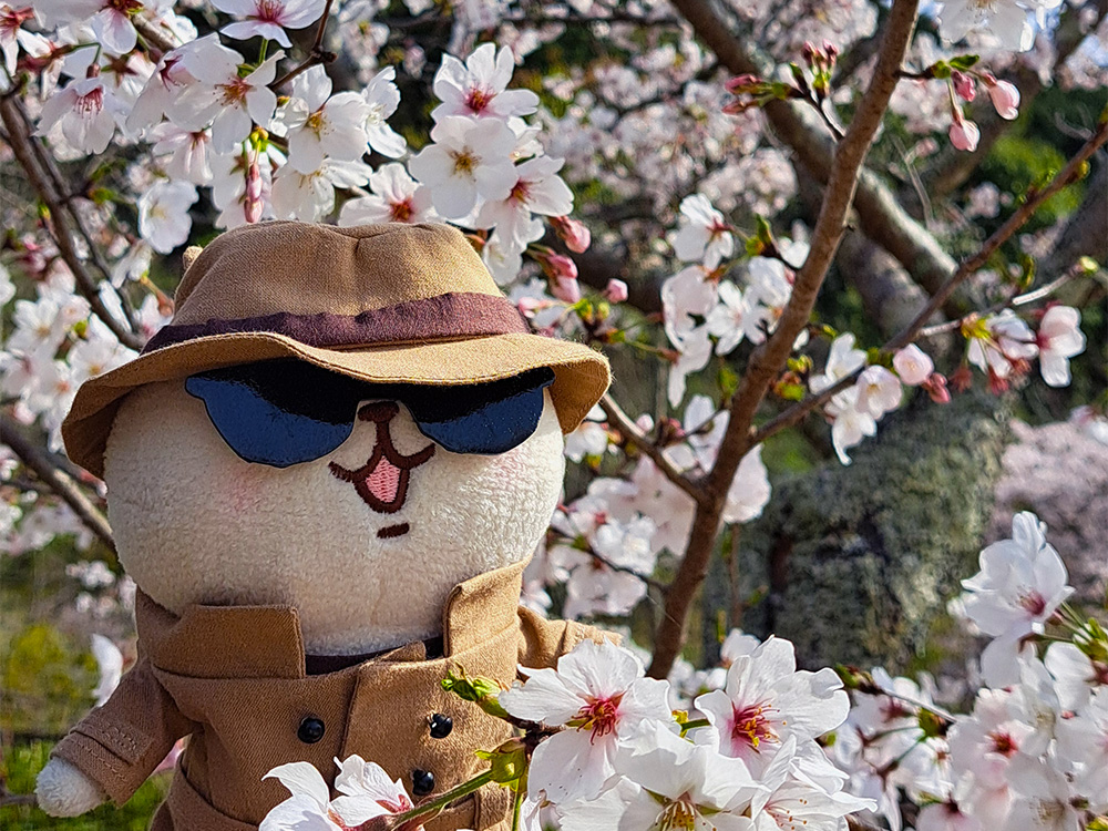 スパイねー tweet media