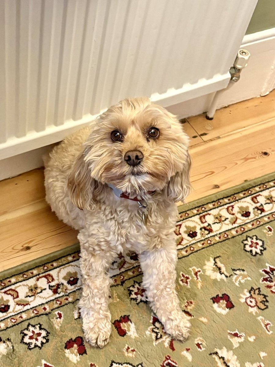 The Honey Tails tweet media